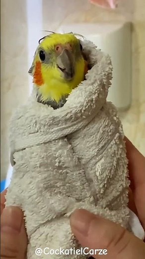 Adorable Cockatiel Bath Time | Cockatiels Craze