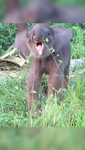 4.4M views · 10K reactions | Elephant  trunks | Wild Duniya | Facebook