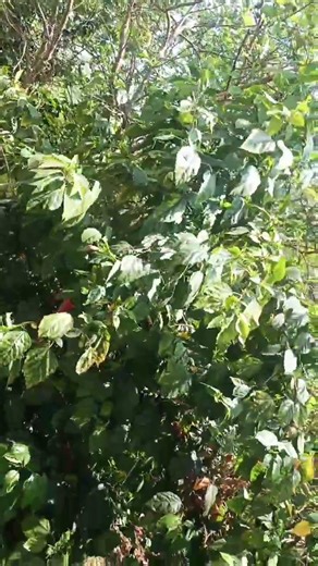 #beautiful flower YouTube viral video 🌺💐🌹🥀🍀🌴