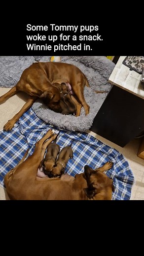 15 reactions | Snack time for some pups from one litter, with two mums serving   | Suzy Ryan | Facebook
