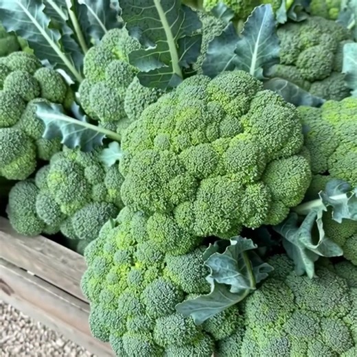 Doctors reveal that green broccoli causes ... ....See more😳💬👇 | Most PP