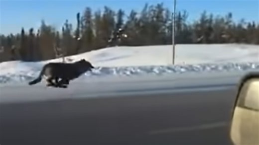 Enormous Wolves Race Speeding Car On Highway (Crazy Video)