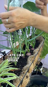 162K views · 1.4K reactions | How to grow your own shallots and green onions! #garden | Judy Bao Garden | Facebook