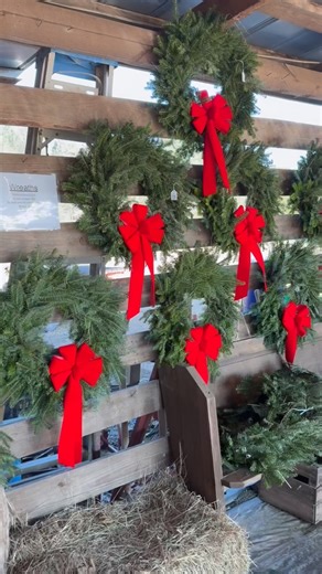 Looking for the perfect Christmas tree? We have plenty of them!! 🌲 While you’re at the farm, stop by the snack shack & treasure barn - there is something for everyone! 🎅🏼✨🥜🚜🪚 | Penland Christmas Tree Farm