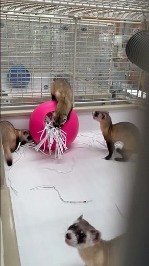 Black-footed Ferret Kits Playing