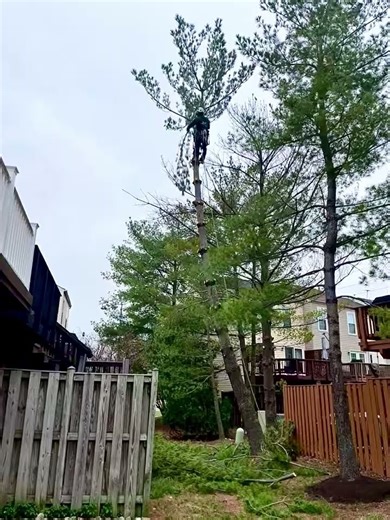 Community HOA & Commercial Tree Removal Services | Office Parks, Shopping Centers & More | Call Now!