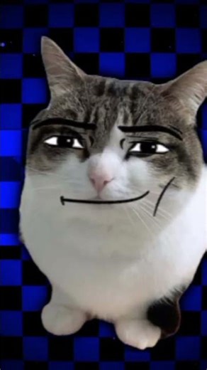 i wanna see my cat #cat