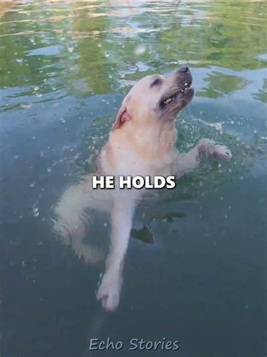 The most incredible diving dog EVER! 🤿❤️
