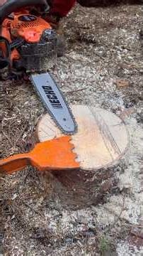 Standard felling & Danish pie/Safe corner tree felling cuts explained to my students, keep it simple