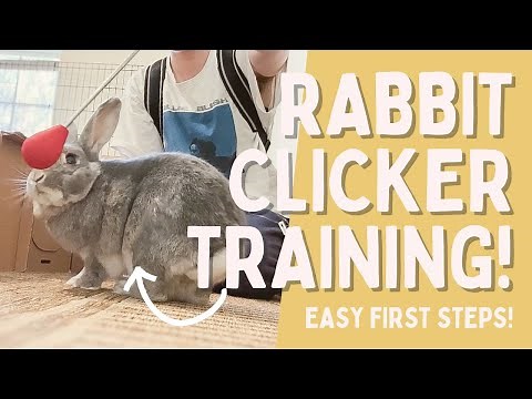 Clicker Training for Rabbits: Charging the Clicker & Target Training!
