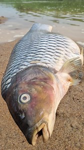 1.4M views · 6.1K reactions | Amazing big carp fish found river side #fish #fishing #video #reels | Discovery Site | Facebook