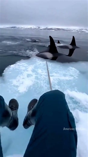 The Hunt is On: Orcas vs. Ice Floe 🌊