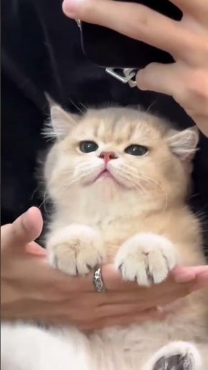 A Day in the Life of a Cat: Stay a While Longer