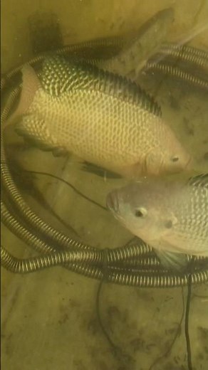 DIY Aquaponics System for Beginners – Tilapia Grew MASSIVE! 🛠🐟