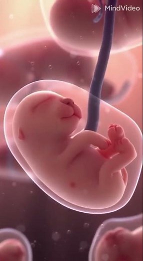 Inside a Mother Dog’s Uterus… You’ve Never Seen This! 😱🐾