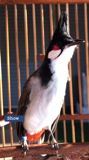 กำไลน้ำเงิน พ่ออุดรบ้านจั่นเบิ้ลๆ แม่อุดรเวียดนามอินโดสายเป้อุดร 6เดือนแล้ว ร้องเก่งขึ้นเรื่อยๆครับ เหลือเก็บไว้ตัวเดียว 😉😉ขอโชว์ก่อนนะครับ 👉🏼#นกอุดรสายเบิ้ล 👉🏼#นกแฟนซีสายแข่ง 👉🏼#ความสวยงามของนกกรงหัวจุก 👉🏼#นกตัวเล็กที่มีเสียงร้องอันไพเราะ 👉🏼ไผ่ อุดรฟาร์ม นกกรงหัวจุก | ไผ่ อุดร สกุลพิพัฒน์