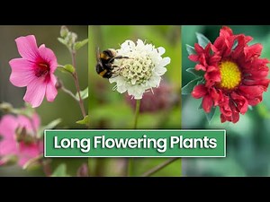 12 Long Flowering Perennials You May Not Have Heard Of