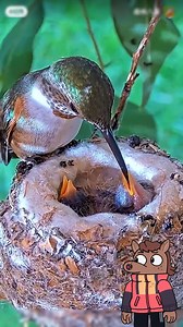 🌸🐦 Ternura en el aire: colibrí mamá alimentando a sus crías💕🌸 #colibri #aves #naturaleza #fotografía #polinizadores #faunasilvestre #amoranimal #wildlife #tendencia #fblifestyle | Reino Salvaje