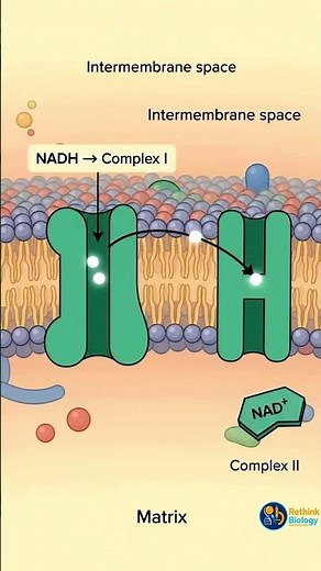 Electron Transport chain, entry of electrons #biology #science