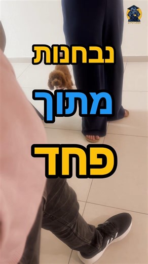 נבחנות מתוך פחד #אילוףכלבים #כלבים #אוניברסידוג