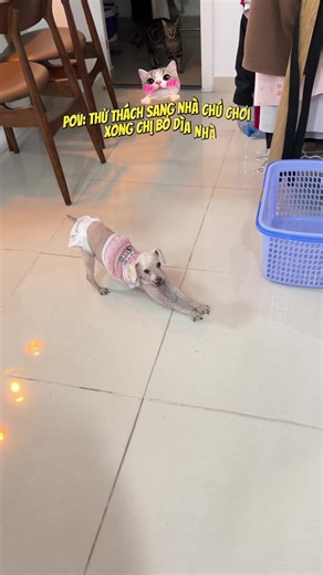 Thử thách sang nhà chú chơi cùng Rocky Poodle