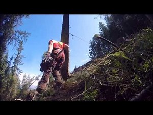 Fällen einer Fichte mit Seilwinden Unterstützung