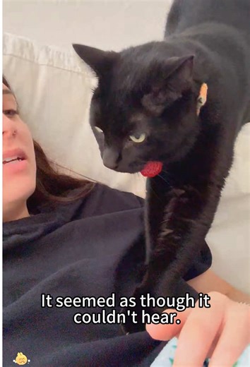 Hilarious Black Cat Reactions That Will Make You Laugh.😂🐱 #BlackCatHumor #FunnyCats #Fyp#PetComedy #usa