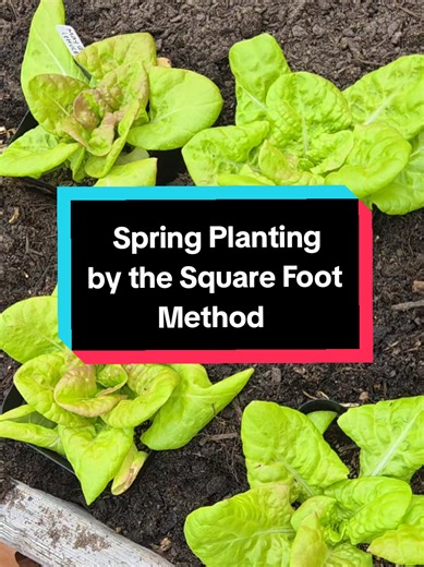Spring Planting with Companion Planting Techniques