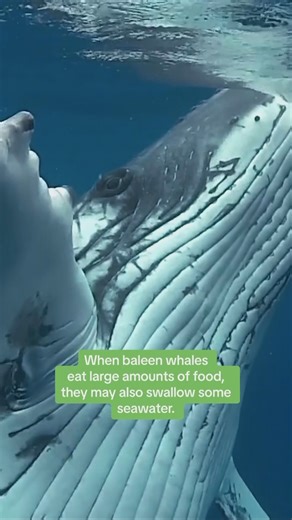 90K views · 1.9K reactions | Do whales drink water? | Nature | PBS | Facebook