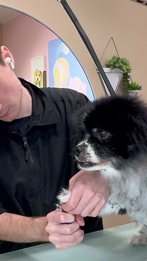 Marshall's Senior Pekingese Dog Grooming Transformation