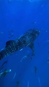 #shark #marinebiology #sealife #oceanlife #wildlife #sharkvideo #naturelover #fyp #oceanconservation #underwaterworld #explorepage | OceanLife