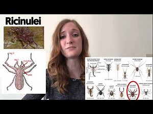 Ricinulei
