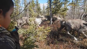 WATCH: The great videos of caribou in Old Crow, Yukon just keep on coming! This one, submitted by Frances Ross, shows the herd up close and personal with the locals. | CBC North