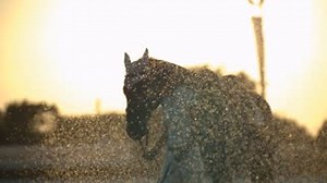 2.6K views · 18 reactions | Joining The Pony Club has never been so...