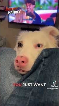These Extremely Vocal Dogs Have A Lot To Say #Dogs #TalkingDogs #FunnyAnimals #Pets