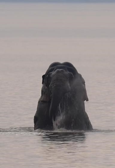 Elephas maximus: Such a majestic creature