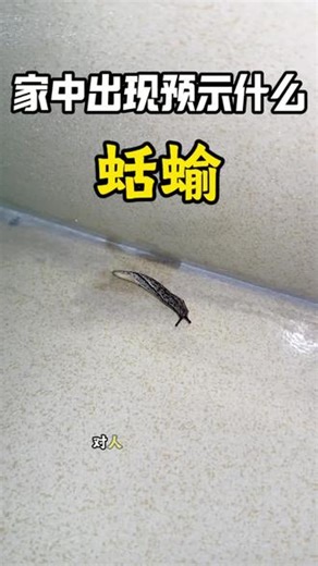 蛞蝓出现说明家里出现什么了？这就是蛞蝓，俗称鼻涕虫，别看它行动缓慢，对人的危害不容小觑，蛞蝓体表黏滑，携带大量细菌、真菌与寄生虫，爬过厨房台面、餐具、食物后，极易造成污染，它身上的黏液刺激性强，敏感人群触碰后容易起皮肤瘙痒、红肿过敏等不适症状，更危险的是，蛞蝓可能携带广州管圆线虫等寄生虫，一旦间接进入人体，会危害健康，后果不容轻视，撒盐只能暂时逼退，无法根除，想要杜绝健康隐患，建议使用这款专业杀虫