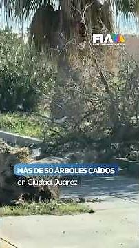 Alerta en Ciudad Juárez: Vientos de 90 km/h paralizan la UACJ y derriban más de 50 árboles