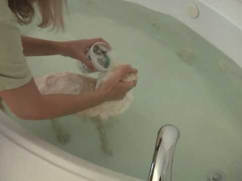 How to Give a Cat a Bath
