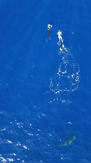 Approached by two tiger sharks, at nearly the same time, and from opposite directions. I felt like this clip could bring some helpful insight to show considerations for teamwork “always dive with a buddy” and also illustrate why it’s important not to get locked in on one shark. 🦈🦈 Diving with a skilled dive buddy can help in many situations, and it’s especially important for freediving, due to the the chances of shallow water blackout. In this situation the point 👆that @juansharks did was som