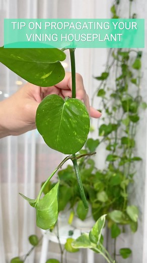 Successful Propagation of Vining Houseplants: Step-by-Step Guide