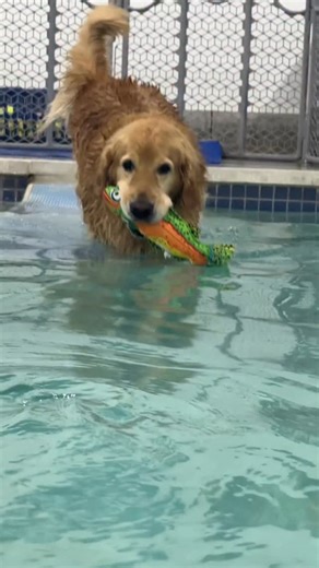 71 reactions | I’m swimming Apollo today! #k9aquaticcenterismyhappyplace #dogswimmingpool #dogswimming #dogswim #potomacmd #dogfitness #doghealth #caninehydro #caninehydrotherapy #goldens #goldenretriever #goldenretrieversofinstagram #waterdogs #waterdogsofinstagram | K9 Aquatic and Wellness Center | Facebook