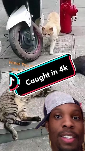 Cat Caught Cheating on Camera