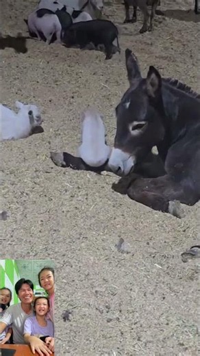 The funny horse!!!