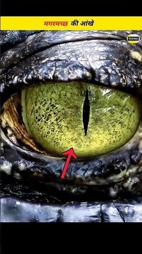 How Crocodile Eyes Became the Strongest and Most Beautiful