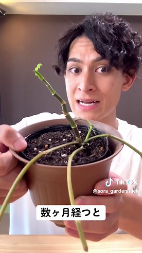 半額クレソンから⇨無限クレソンの育て方🙄🌱 土に植えて2週間ですぐにまた食べられるようになります✨ 簡単に増やせて観葉植物にもオススメです🧑‍🌾 #キッチン #ライフハック #植物 #育て方 #家庭菜園 #自由研究 #美味しい #主婦 #夏休み #クレソン #レシピ
