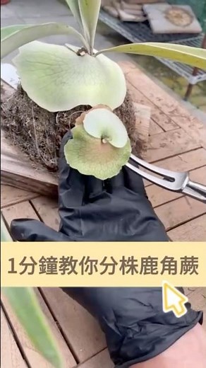1分鐘教你輕鬆分株鹿角蕨！
