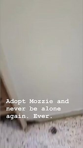 20K views · 223 reactions | Pei and Pals Animal Rescue INC. on Reels | Facebook