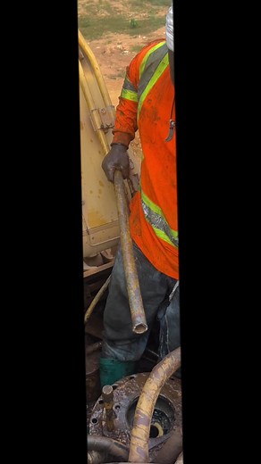 Understanding Live Birth in Pigs: A Detailed Overview