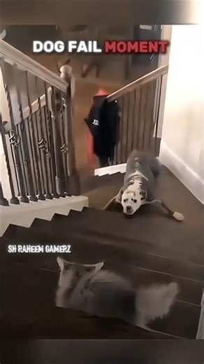 DOG FAIL MOMENT #funny #cutedog #trolledit #tranding #shortvideos
